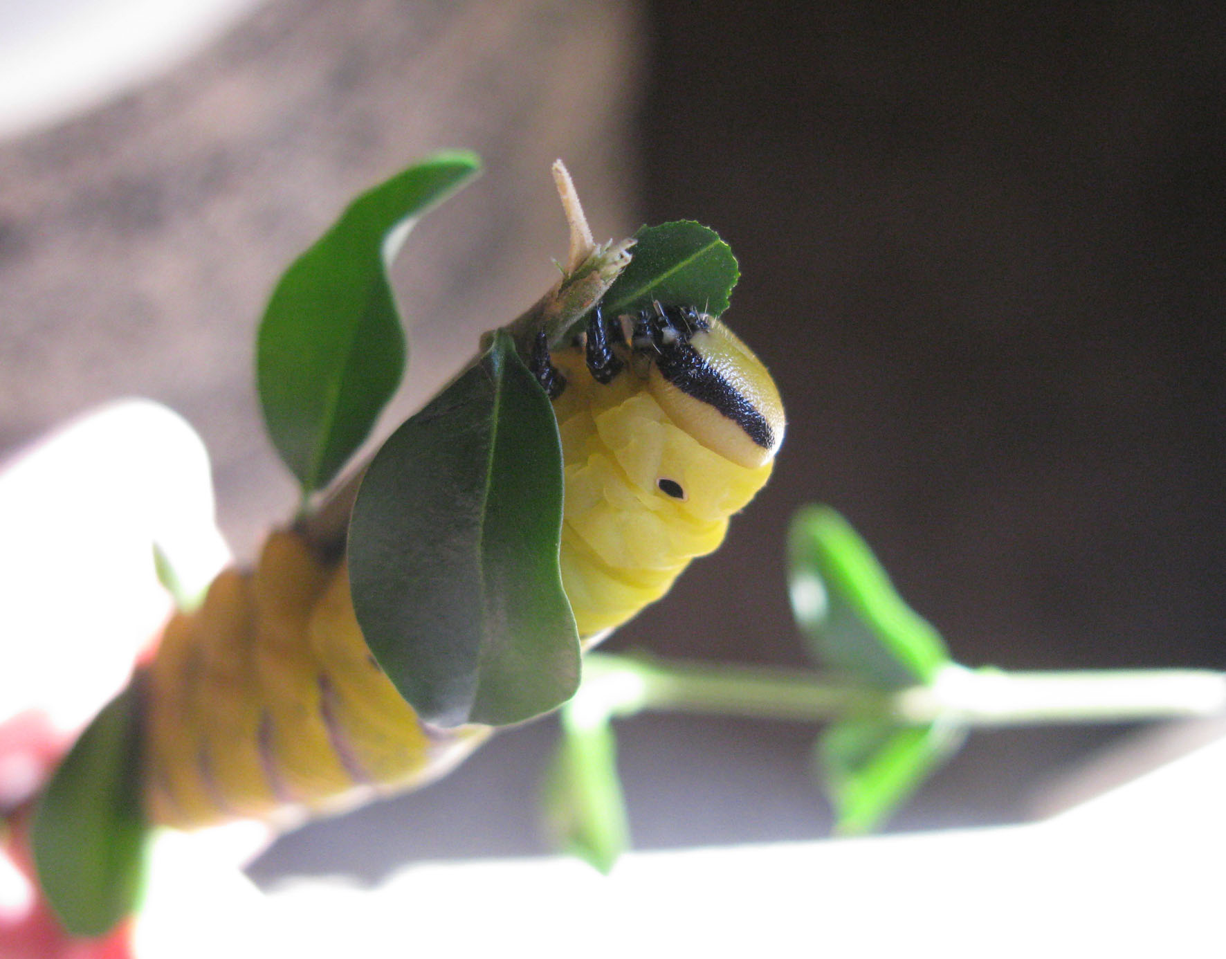 vorace bruo da identificare